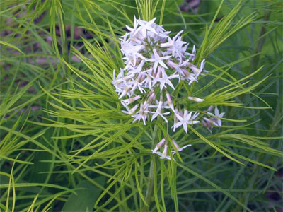 Amsonia Hubrichtii