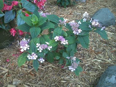 Bluebird Lacecap Hydrangea