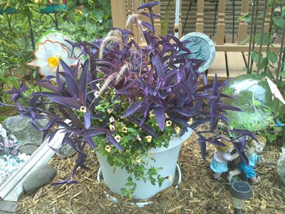 Purple container plant