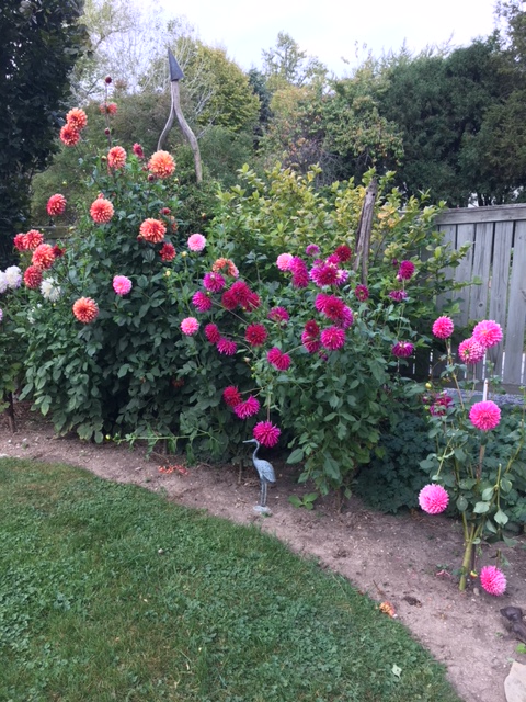 Dahlia2