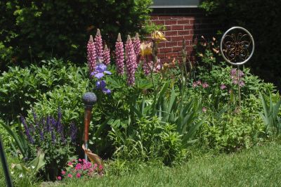 Metz Lupine Border