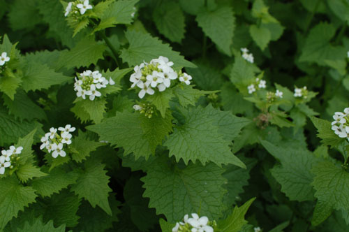 Garlic mustard plant -- Click for larger view
