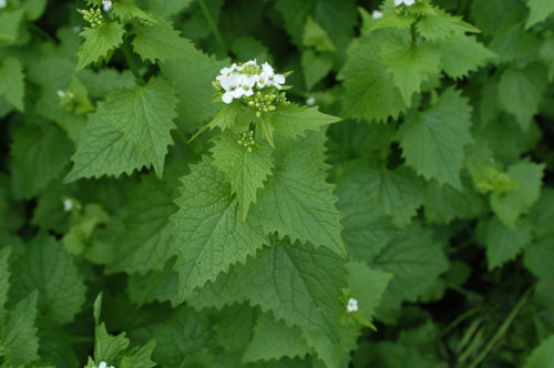 Garlic mustard plant -- Click for larger view
