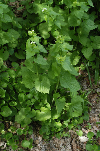 Garlic mustard plant -- Click for larger view