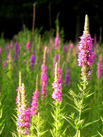 Purple loostrife