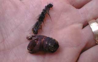 Dead gypsy moth caterpillar and empty pupa case